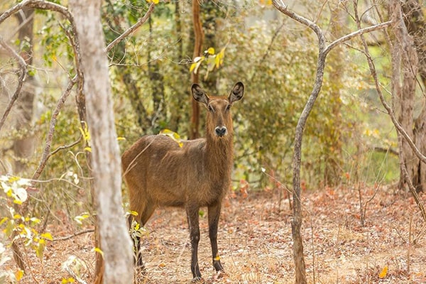 Image of a waterbuck seen while on a walking safari at Zaina Lodge in Mole National Park