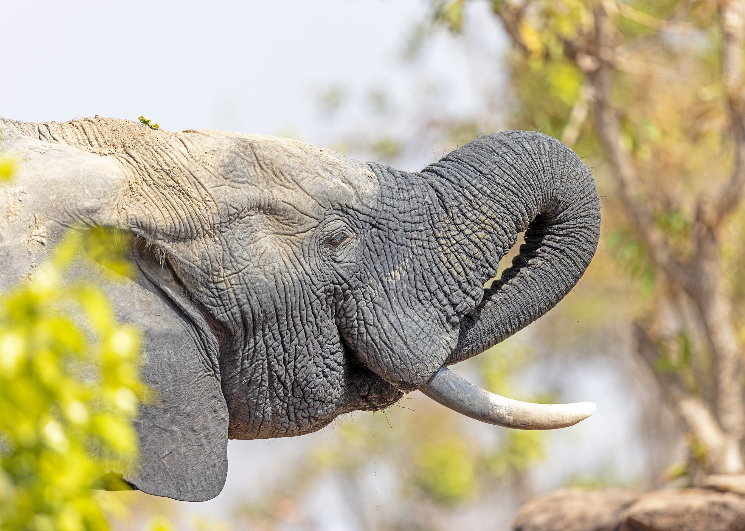 Close up image of an elephant in the grounds of Zaina Lodge, Mole National Park, Ghana