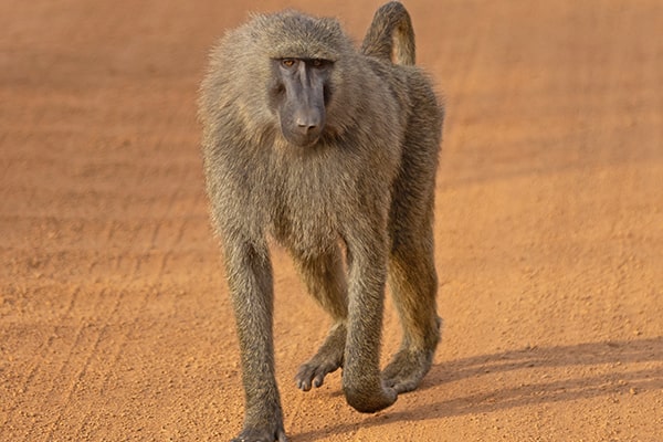 Image of a baboon seen during a walking safari at Zaina Lodge, Mole National Park, Ghana