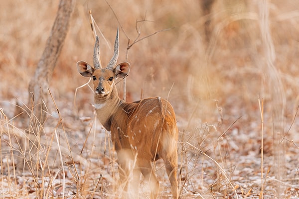 Image of a male bushbuck seen during a walking safari at Zaina Lodge, Mole National Park, Ghana