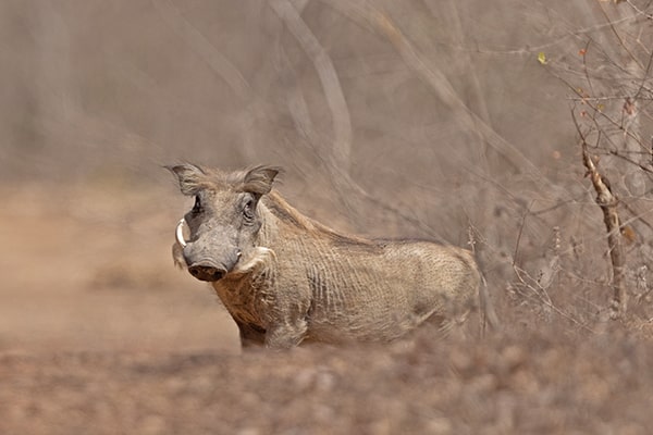 Image of a warthog seen during a walking safari at Zaina Lodge, Mole National Park, Ghana
