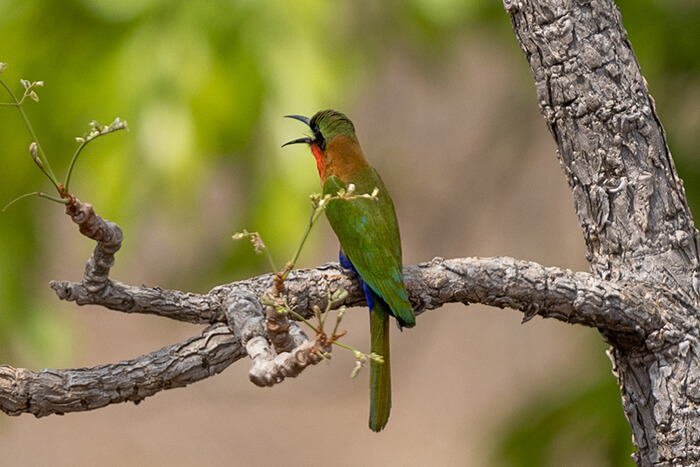 Image of red-throated bee-eater seen during a game drive in Mole National Park