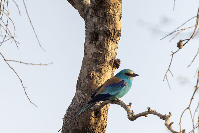 Image of a European roller seen during game drive by Zaina Lodge, Mole National Park, Ghana