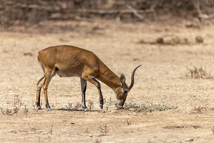 Image of an antelope licking salt during a game drive at Zaina Lodge, Mole National Park, Ghana
