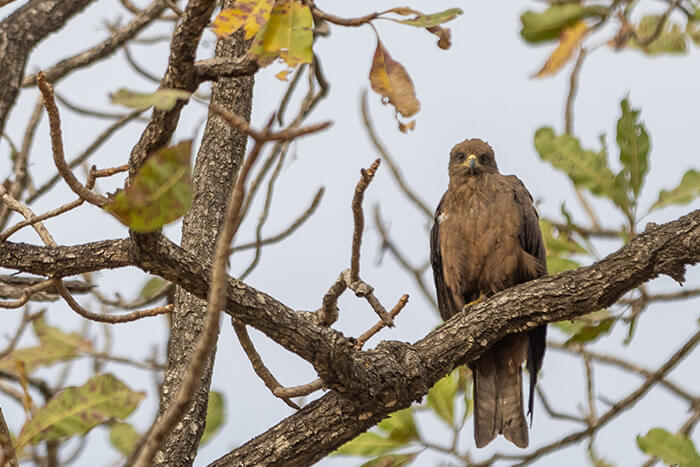 Image of an eagle seen during a game drive by Zaina Lodge in Mole National Park, Ghana
