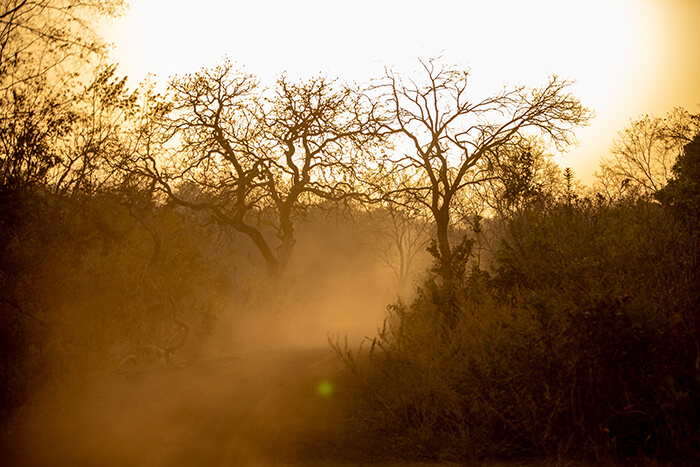 Image of the beautiful golden light during sunrise seen during a game drive by Zaina Lodge, Mole National Park, Ghana