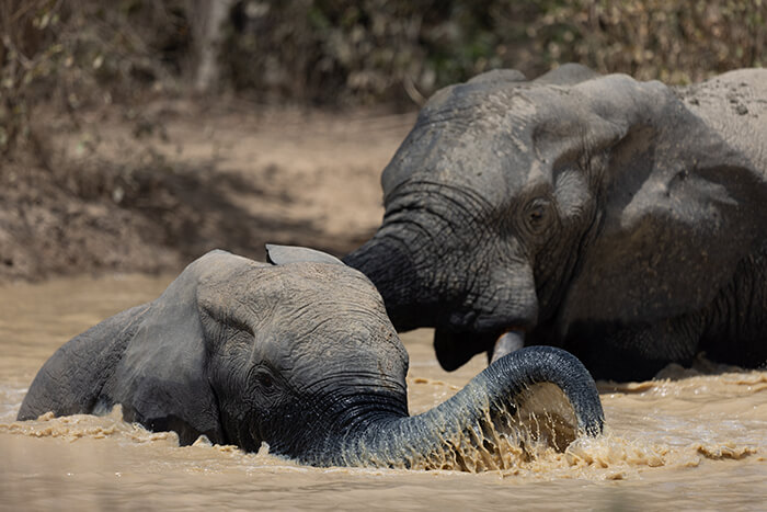 Image of elephants at a watering hole seen during a game drive in Mole National Park