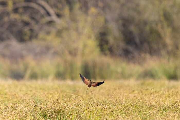 Image of a waterbird at a marsh seen during a game drive by Zaina Lodge at Mole National Park, Ghana