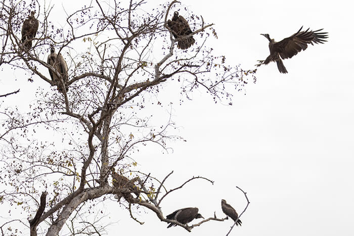 Image of vultures and an eagle seen on a tree during a game drive by Zaina Lodge, Mole National Park, Ghana