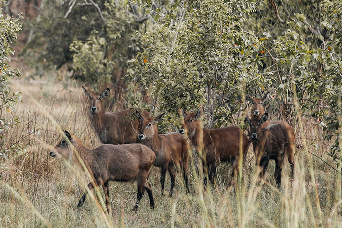 Image of waterbucks seen during a game drive in Mole National Park