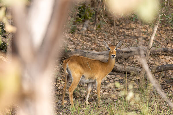 Image of an antelope taken during a walking safari at Zaina Lodge in Mole National Park