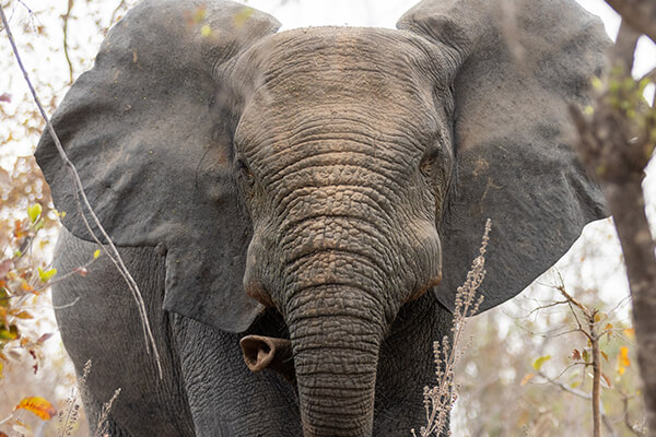 Image of a male elephant spotted during a walking safari in Zaina Lodge at Mole National Park
